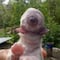 Perro 'cíclope' se vuelve viral; muere minutos después de su nacimiento