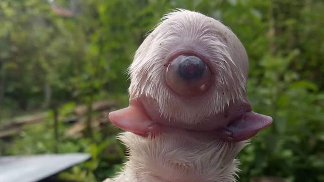Cachorro cíclope se vuelve viral