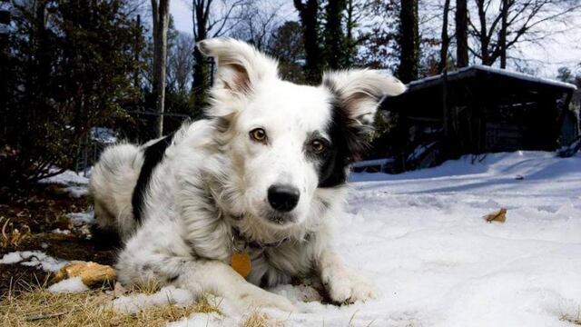 Chaser, el perro más inteligente del mundo.