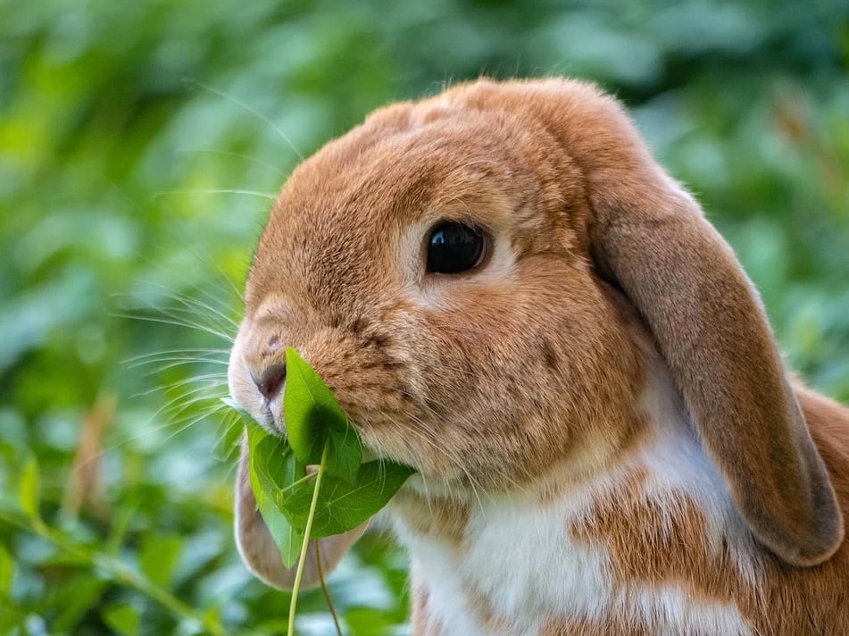 Conejos y otros animales son usados por cárteles de México, según The New York Times