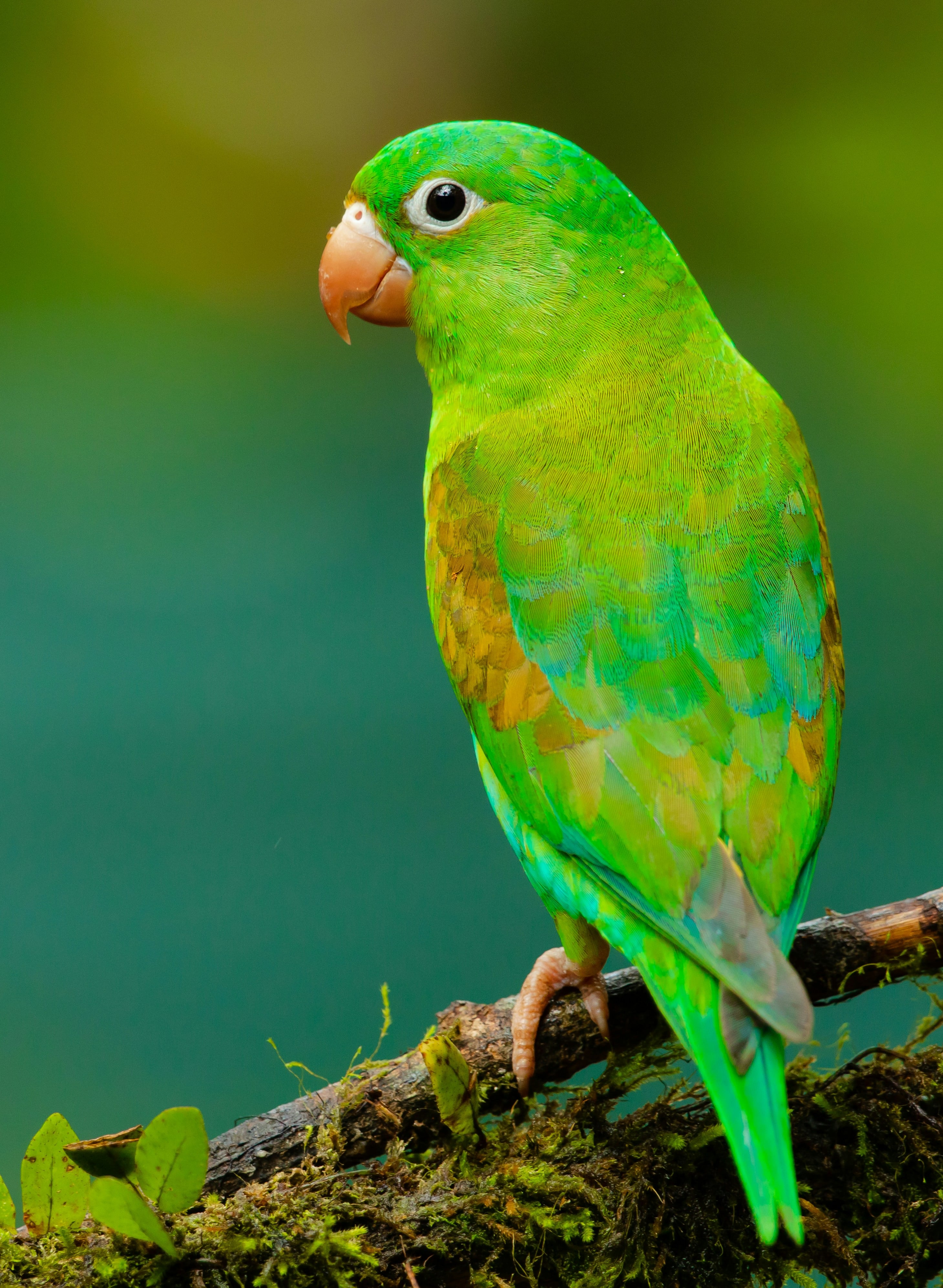 Loro