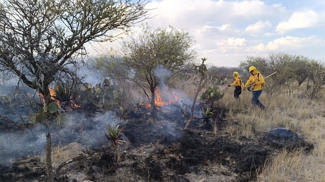 Ricardo Gallardo Cardona y Protección Civil coordinan acciones para combatir incendios forestales.