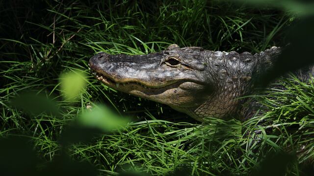 Cocodrilo