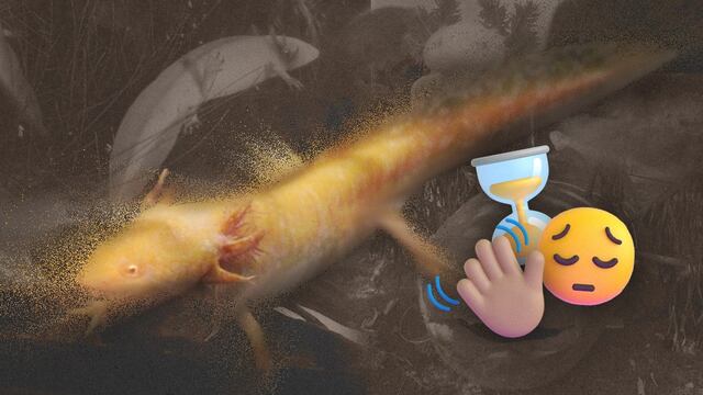 Ajolote podría desaparecer en 2025