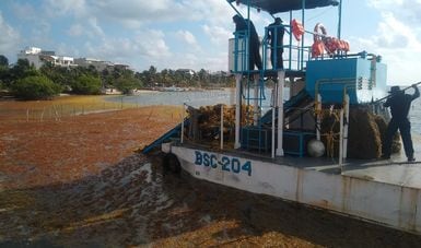 Sargazo en Quintana Roo