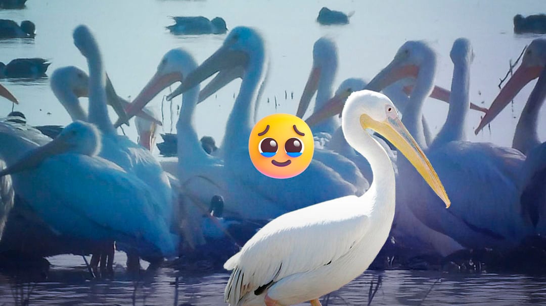 Una imagen esperanzadora: pelícanos regresan a Texcoco