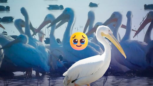 Una imagen esperanzadora: pelícanos regresan a Texcoco