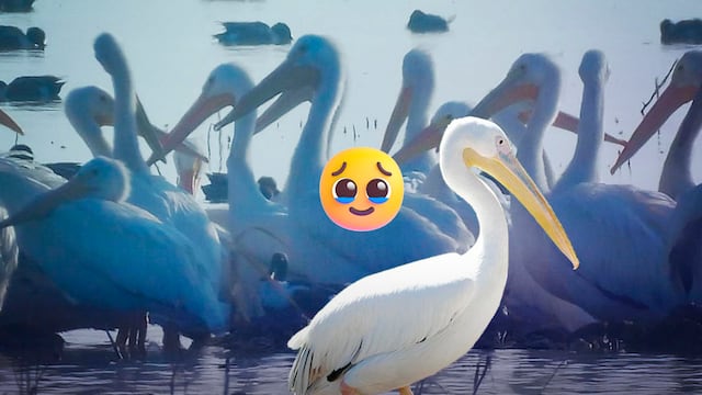 Pelícanos llegan al lago de Texcoco por primera vez en más de 15 años