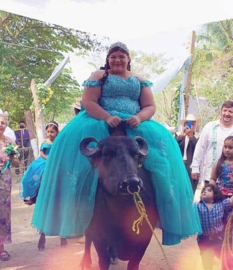 Quinceañera llega en búfalo a su fiesta