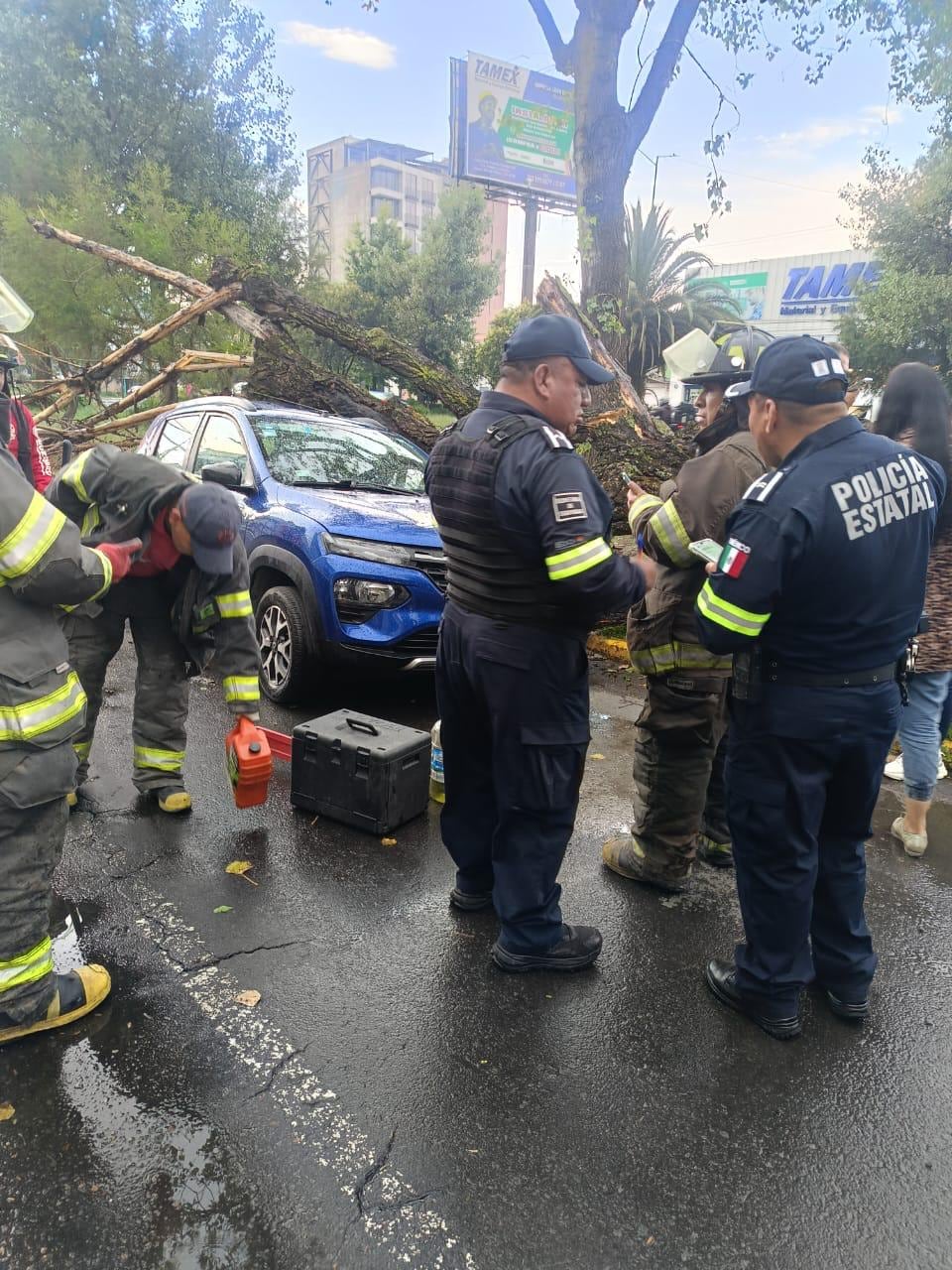 Gobierno de Toluca responde a reportes por caída de árboles tras lluvias