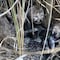 Guepardo de India no está extinto; nacieron 4 crías en el Parque Nacional de Kuno