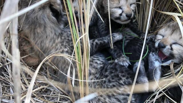 Guepardo de India no está extinto