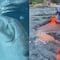 VIDEO: ¿Qué es eso? Turistas son sorprendidos por un animal marino que se les acercó