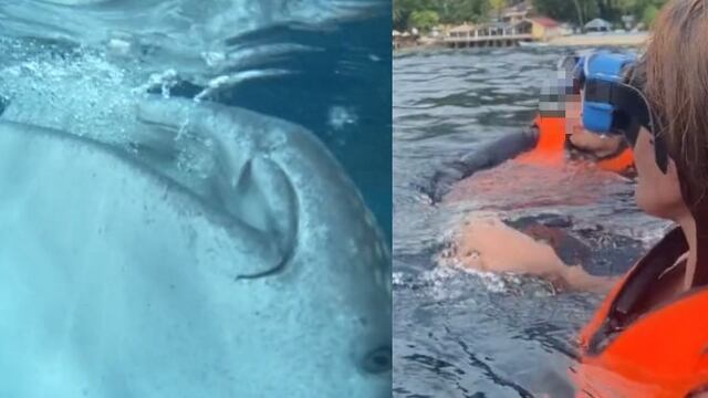Animal marino que se acercó a los turistas
