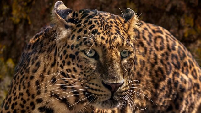 El jaguar habría matado varias gallinas y un burro