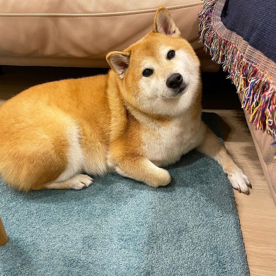 Cheems, el perrito de los memes