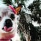 Pebbles de 22 años, se convierte en la perrita más longeva del mundo