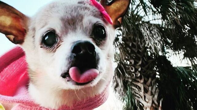 Pebbles, se convierte oficialmente en la perrita más longeva del mundo con 22 años