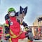 Envenenan a Tango y Athos, perros rescatistas y héroes del sismo del 2017