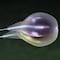 Descubren nueva especie de medusas en Puerto Rico