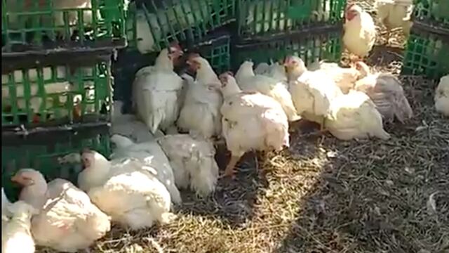 Gallinas que eran transportadas en el tráiler