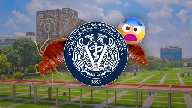 Plaga de chinches en la UNAM: Facultad de Veterinaria hace revisión ante queja