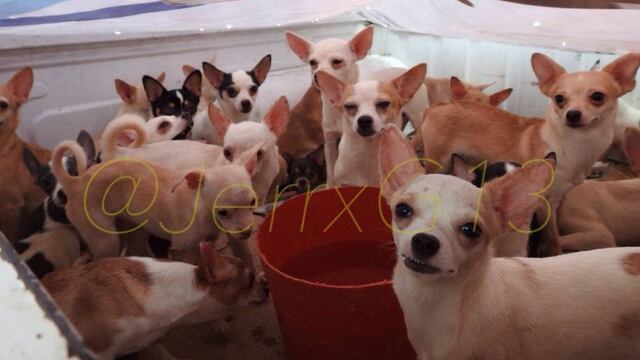 Los perros fueron entregados a una protectora de animales de la sociedad civil.