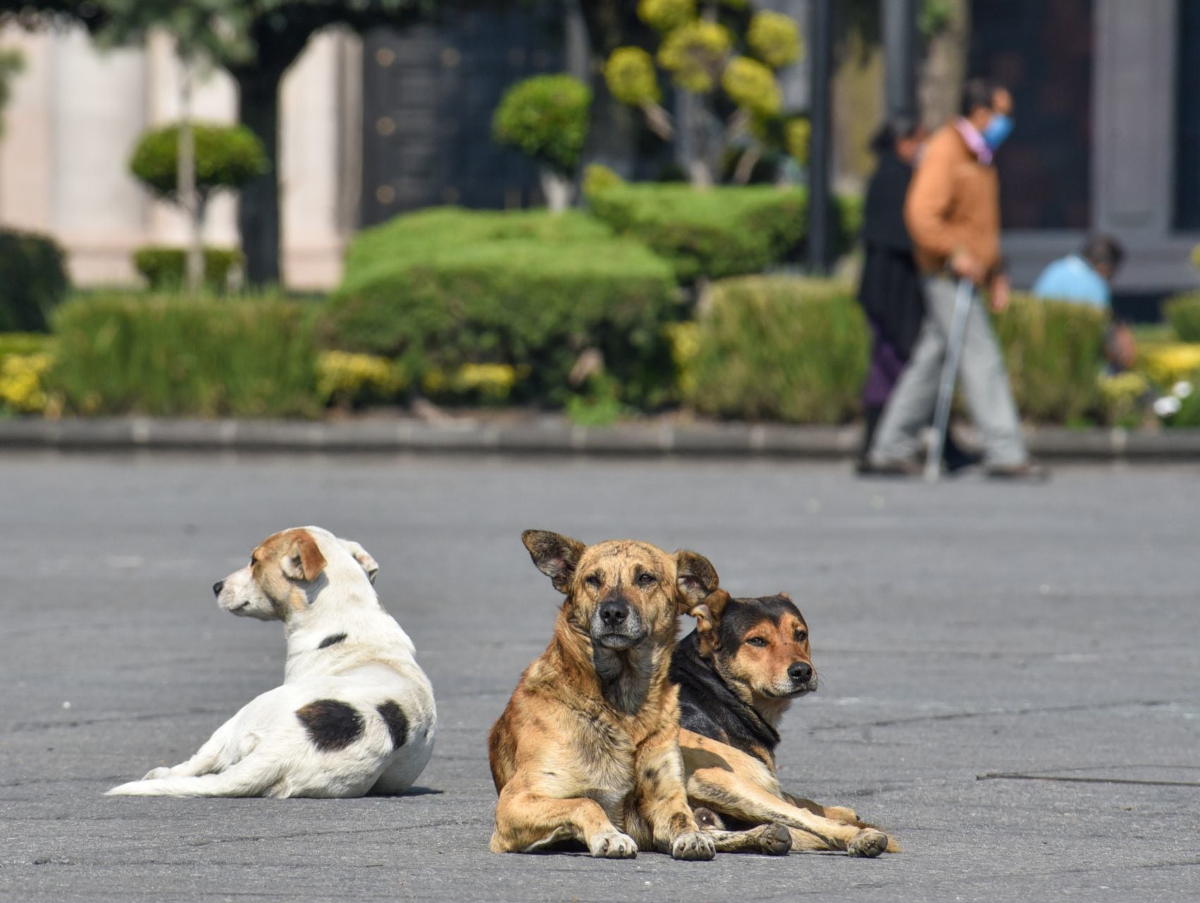 Perros en la calle