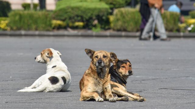 Perros en la calle