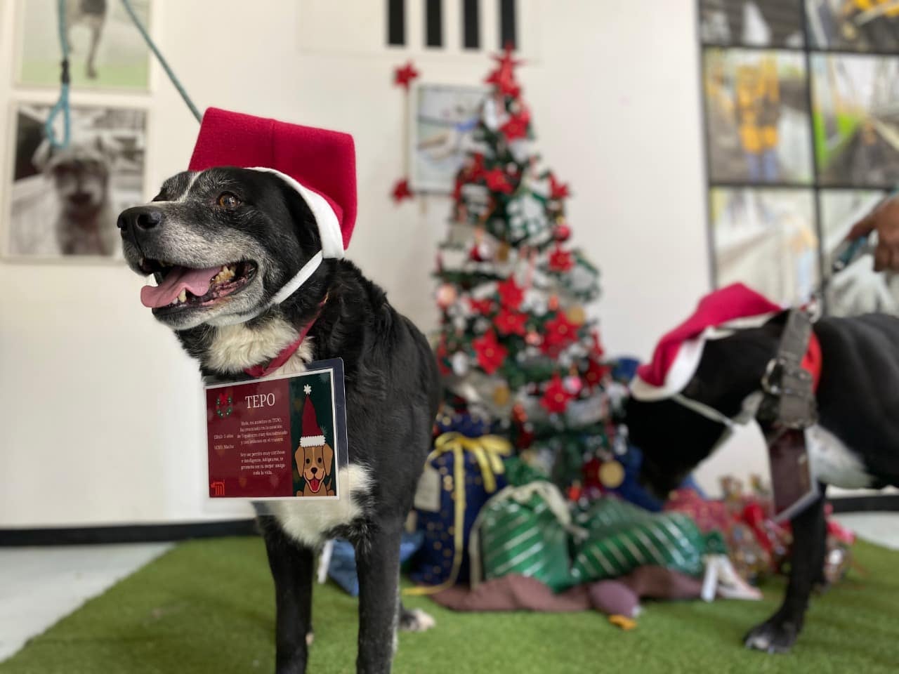 Los perritos del Centro de Transferencia Canina (CTC) del Metro de la Ciudad de México (CDMX) serán una vez más ayudantes de los Reyes Magos.