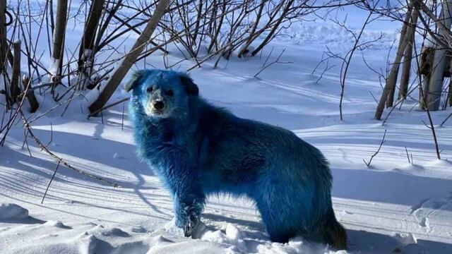 Perro azul