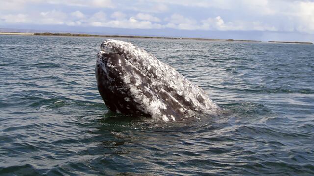 Ballena gris en Baja California