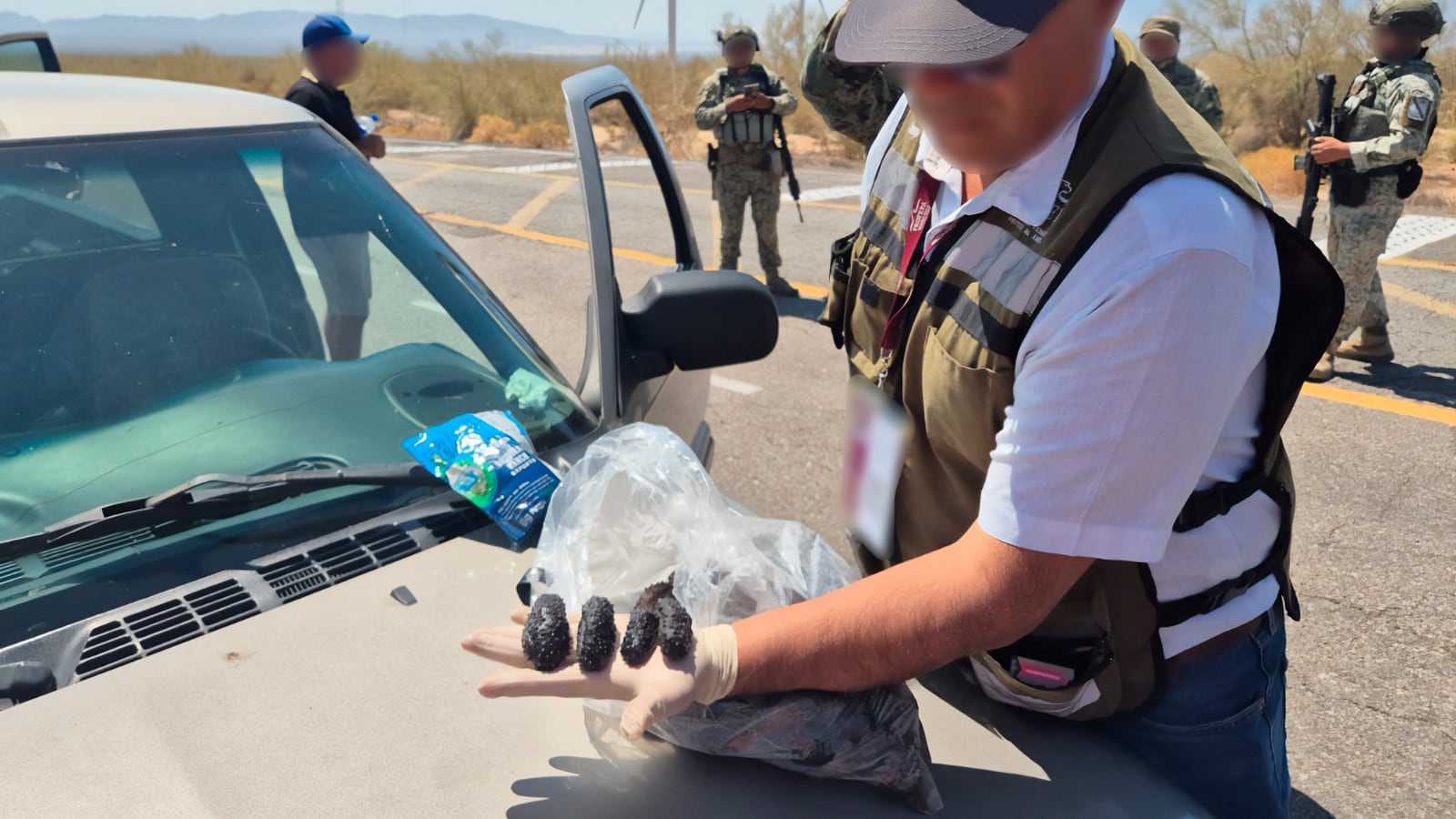 Profepa asegura casi 3 mil ejemplares de pepino de mar transportados ilegalmente en Baja California