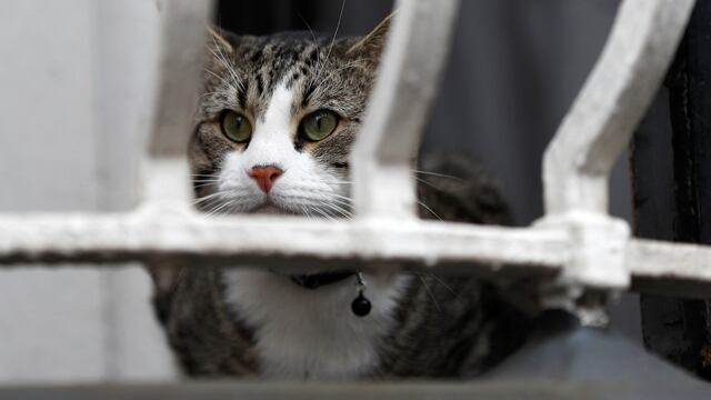 Gato de Julian Assange