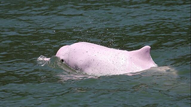 Delfín rosa