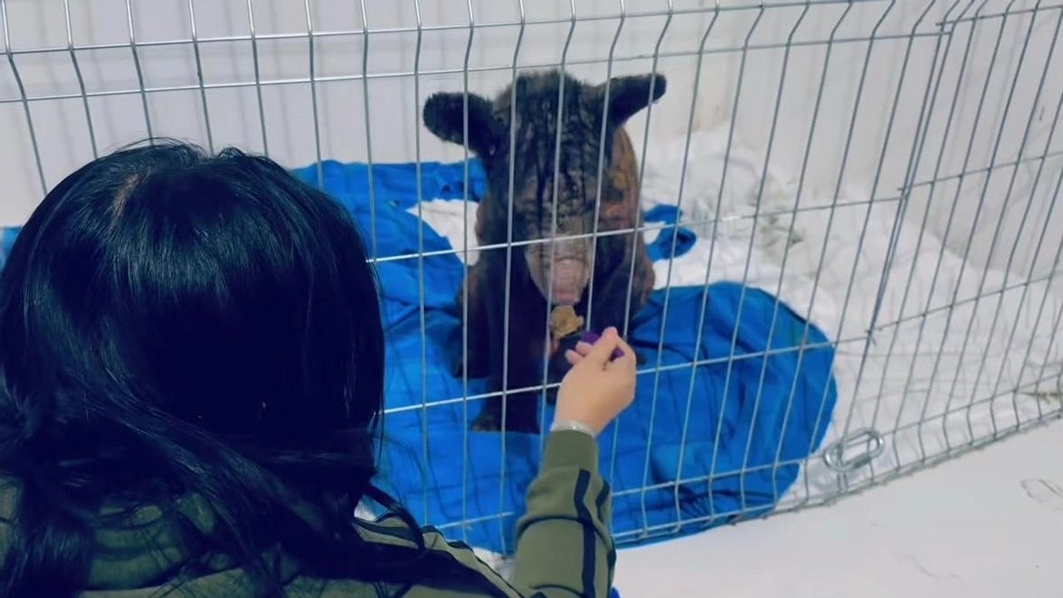 Así luce hoy la osa rescatada del zoológico La Pastora: su sorprendente cambio en 57 días