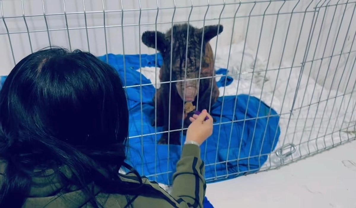 Así luce hoy Mina , la osa rescatada del zoológico La Pastora