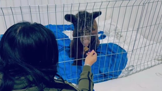 Así luce hoy la osa rescatada del zoológico La Pastora: su sorprendente cambio en 57 días