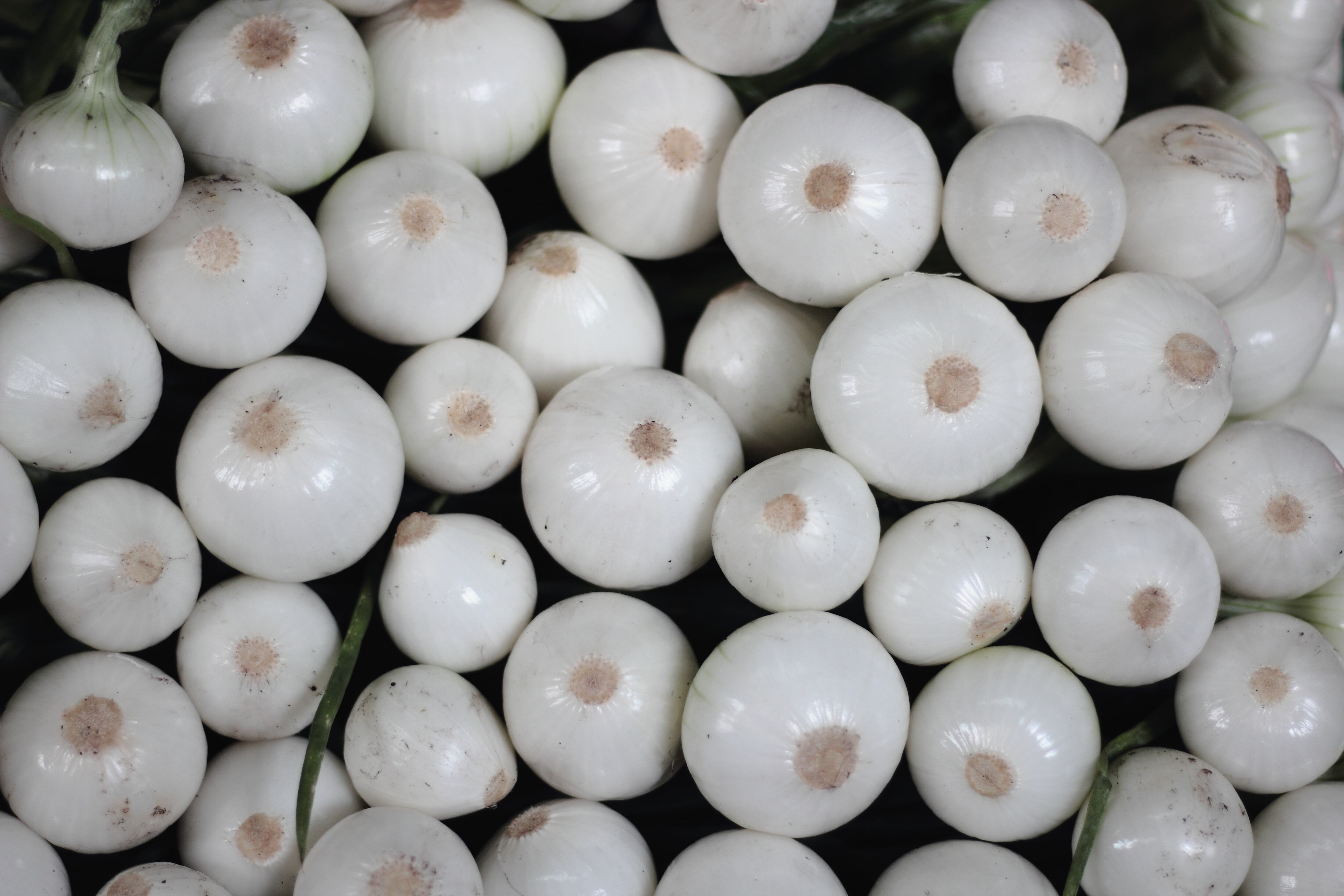 Cebollas blancas
