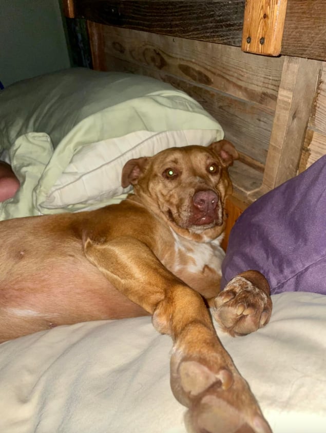 Nala, la perrita que durmió con sus vecinos