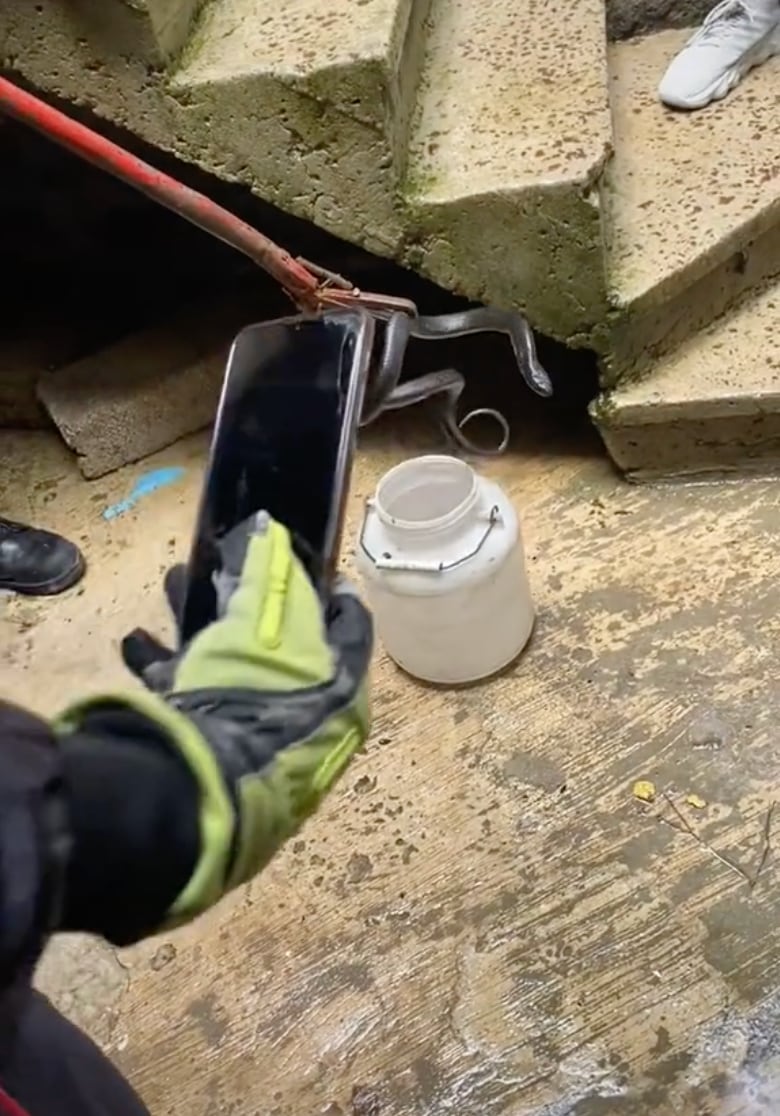 Víbora que podría ser un nahual en TikTok