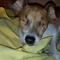 VIDEO: Adopta perro ciego y le cambia la vida