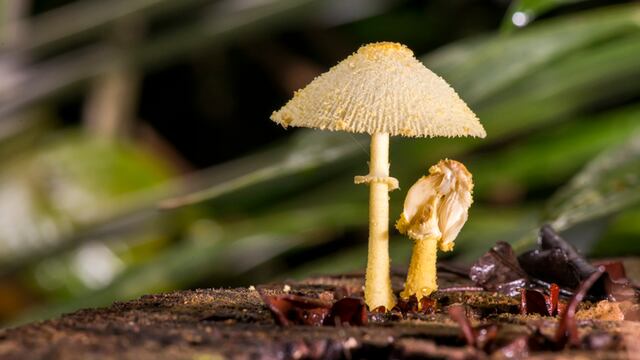 Familia de hongos
ENGLISH: Mushroom photographed in Linhares, Espirito Santo - Southeast of Brazil. Atlantic Forest Biome. Picture made