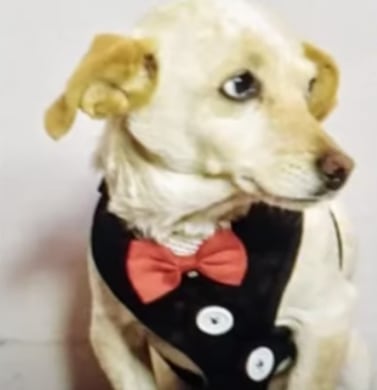 Porota, perrita bombera