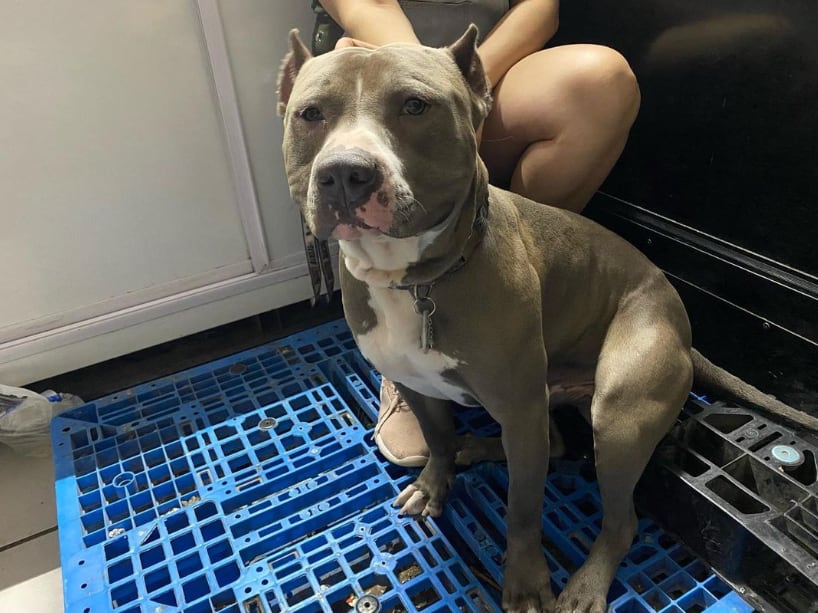 'Anubis', el perrito de la tienda