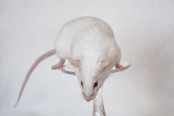 Soñar con ratas muertas