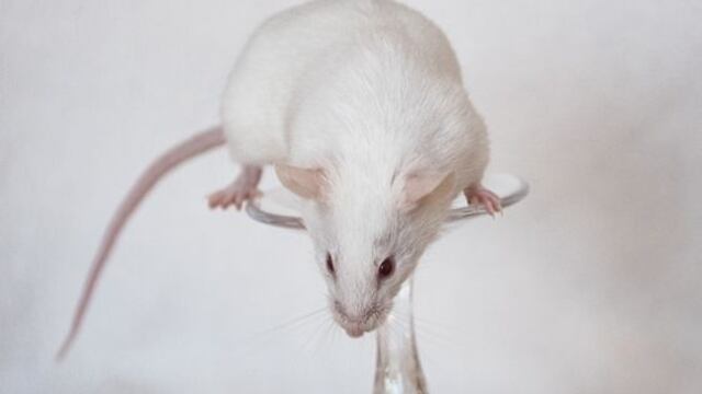 Soñar con ratas muertas