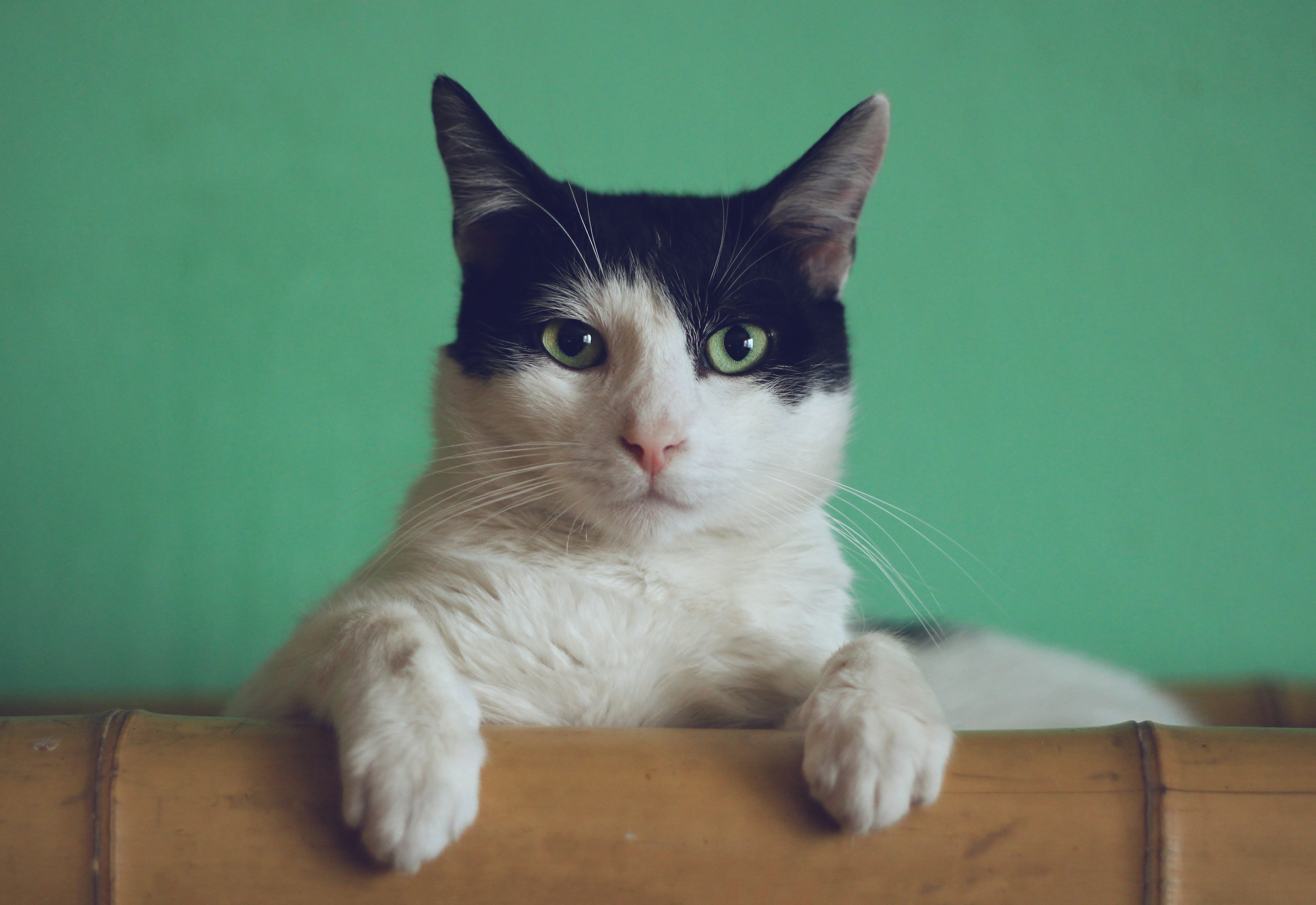 Gato