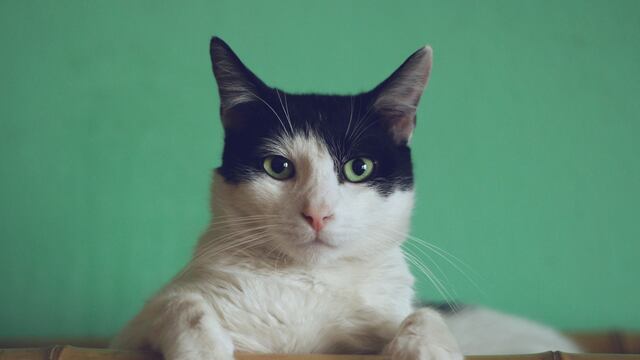 Gato