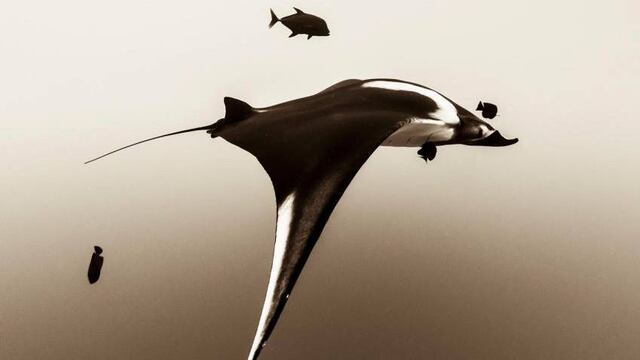 Imágenes que nos permiten descubrir más de la vida en las profundidades del mar.